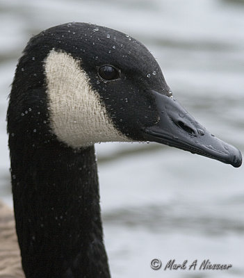 Canada Goose Portrait