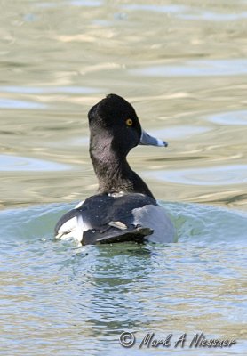 Ring-necked Duck (Aythya collaris) back