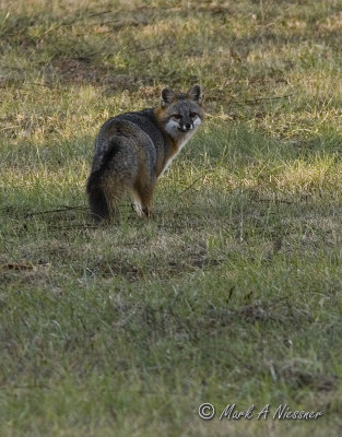 Grey Fox looking back.jpg