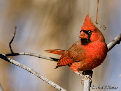 Another Cardinal