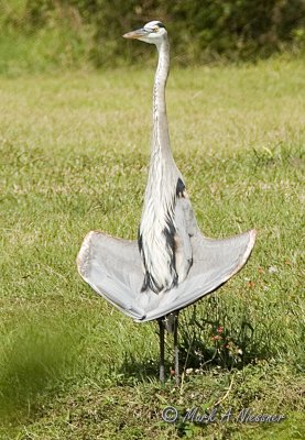 Great Blue trying to get job as satellite dish.jpg