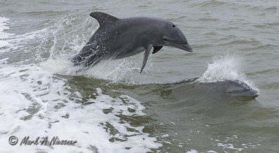 Dophins.jpg