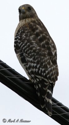 Red-shouldered Hawk looking over shoulder.jpg
