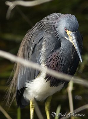 Tricolored Heron frontal.jpg
