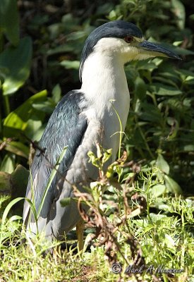 Black-crowned Night-Heron.jpg