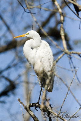 Great Egret (Ardea alba) (3).jpg
