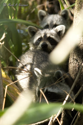 Raccoon (Procyon lotor) (13).jpg