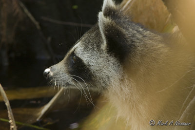 Raccoon (Procyon lotor) (2).jpg