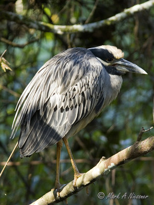YellowCrowned Night-Heron (Nyctanassa violacea).jpg