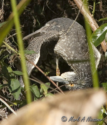 YellowCrowned Night-Heron juvenile (Hey I wonder what that thing is).jpg
