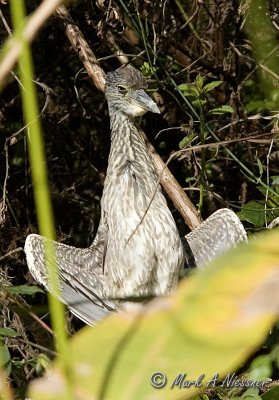 YellowCrowned Night-Heron juvenile - sunning.jpg