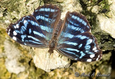 exotics_-_vivarium_house_butterflies