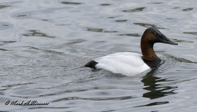 Canvasback Parting Shot