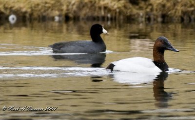 Canvasback and Coot