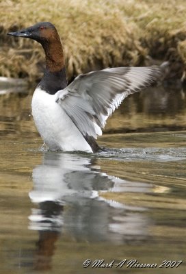 Canvasback-Streching wings