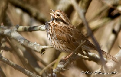 Singing Song Sparrow 