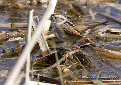 Swamp Sparrow2