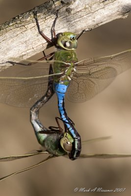 dragonflies_2007