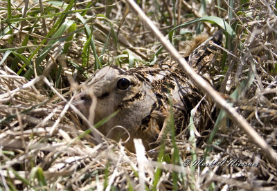 Nesting Woodcock.jpg