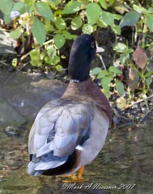 Bird Photos