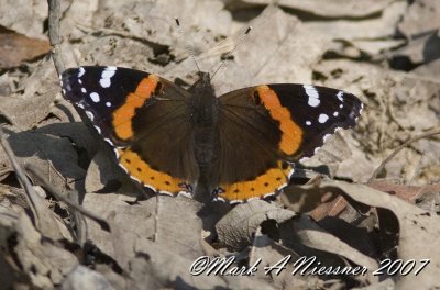 Red Admiral topview