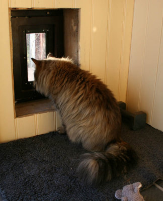 She cant figure out how to use the cat door!