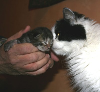 Tortie girl and aunt Zessna