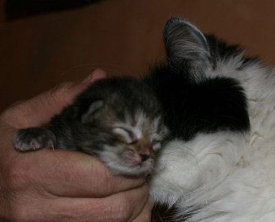 Zessna just LOVES kittens!