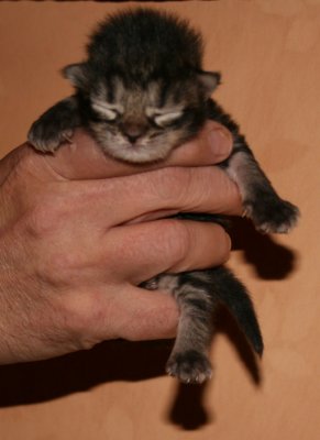 s Tabby2.jpg