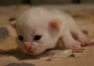 Almost 2 weeks old. Here is Jeppe
