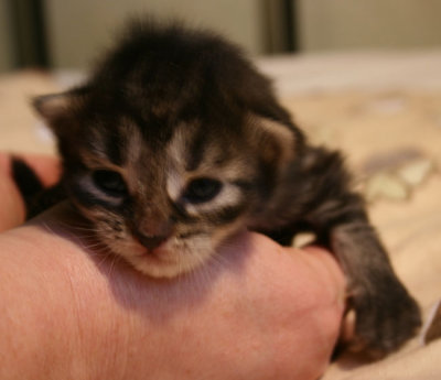 s Tabby2.jpg