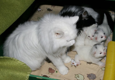 Supernanny Zessna tends to the kittens