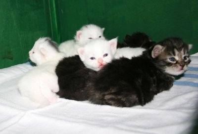 s kattungarna.jpg
