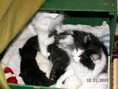 Aunt  Zessna eagerly cares for the little ones.