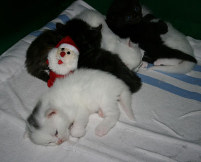 Only Santa is awake...