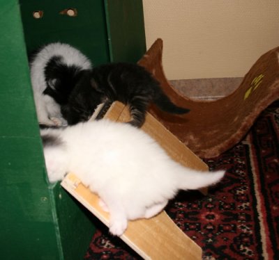 3 weeks old - and everything is about climbing!