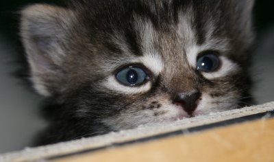 Tjorven eyes.jpg