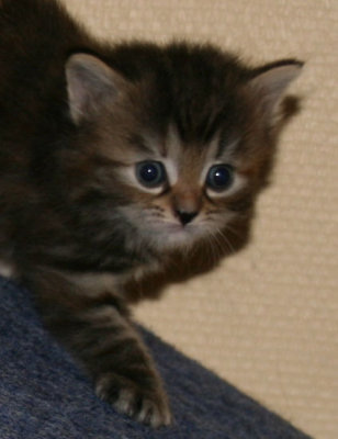 s Jazmin 1.jpg