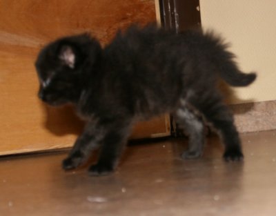 Chernak scared of something behind the door!