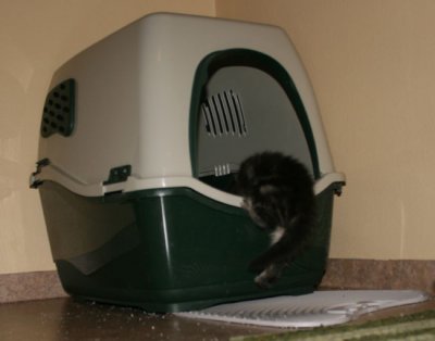 s Tjorven litter box.jpg