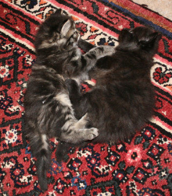s Tjorven Chernak.jpg