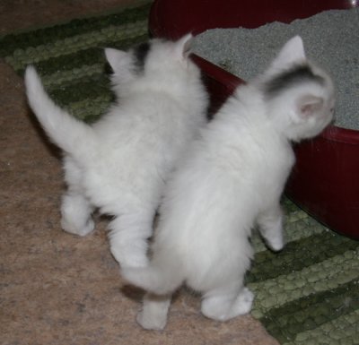 Twins almost