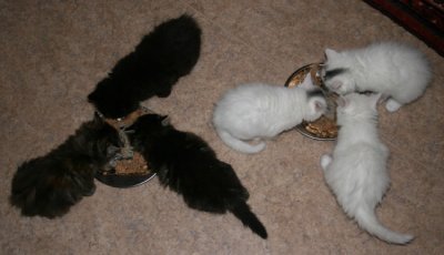 Supper time