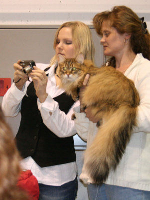 s Cat tail.jpg