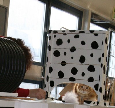 Cat agility