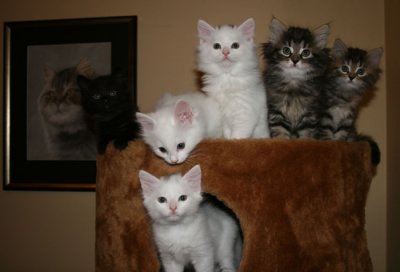 7½ weeks old.
