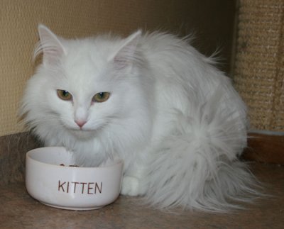 Caught in the act of eating kitten food ;-)