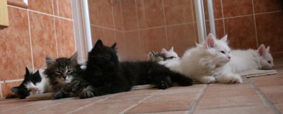 Resting together
