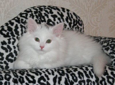 Jowan posing on cat sofa