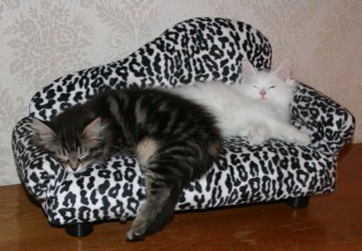 Tjorven & Josif